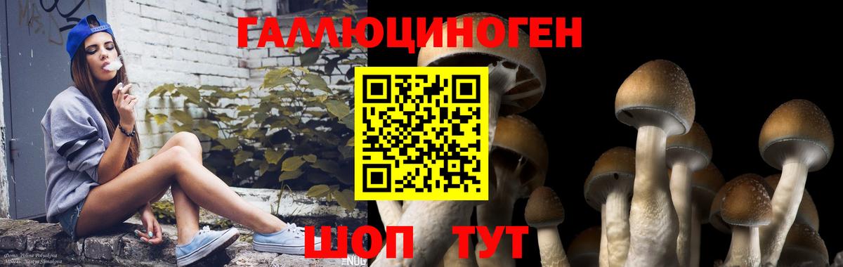 Галлюциногенные грибы GOLDEN TEACHER Курчалой